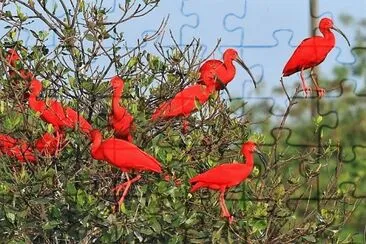 natural jigsaw puzzle