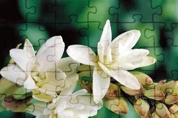 flores jigsaw puzzle