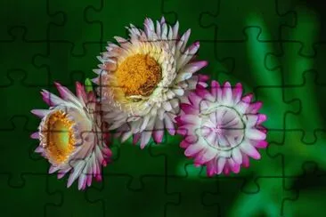 flores