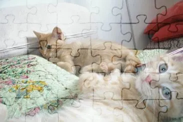  jigsaw puzzle