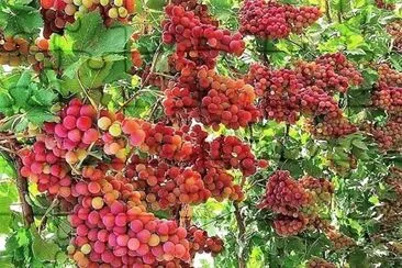natural jigsaw puzzle