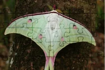 Actias selene