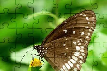 Euploea core