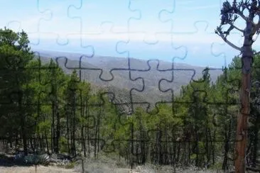 Bosque de Pino
