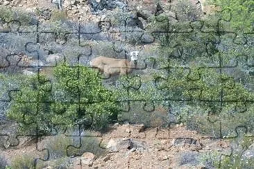 Venado jigsaw puzzle