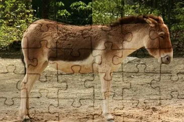 Kiang