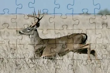 VENADO jigsaw puzzle