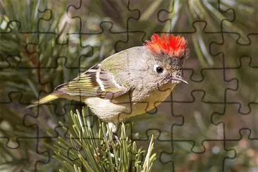 natural jigsaw puzzle