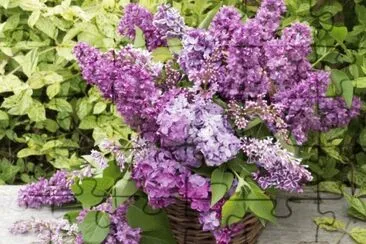 פאזל של lilas