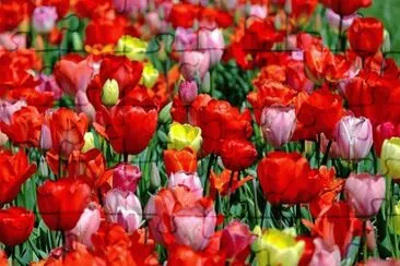 Spring jigsaw puzzle
