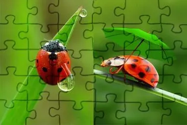 é›™é¢åœ– jigsaw puzzle