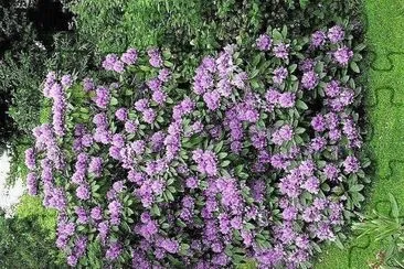 פאזל של flores