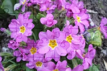 primevÃ©re jigsaw puzzle