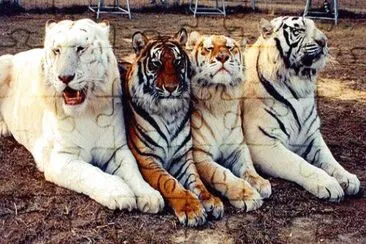 felinos jigsaw puzzle