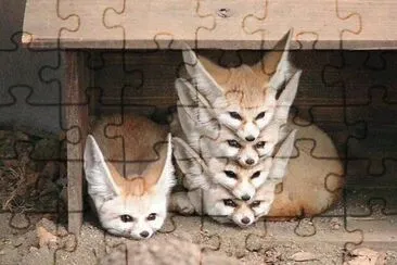 gatos jigsaw puzzle