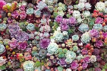 piedras jigsaw puzzle