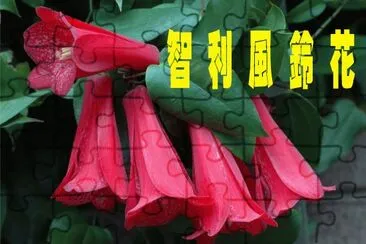 é¢¨éˆ´èŠ±å±¬