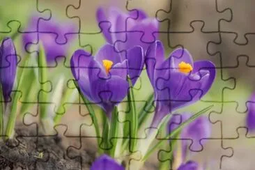 פאזל של crocus
