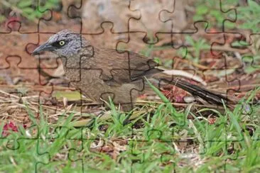 Garrulo testagrigia