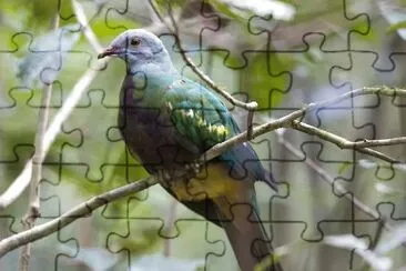 Colomba frugivora