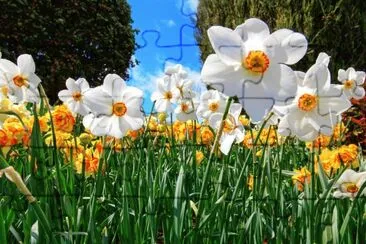 narcisses jigsaw puzzle