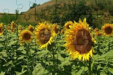 girasoli jigsaw puzzle