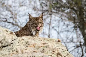 Lince pardina