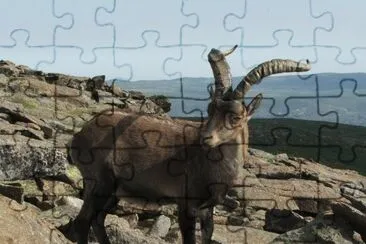 Capra pirenaica