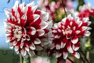 dahlias