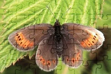 Erebia christi jigsaw puzzle