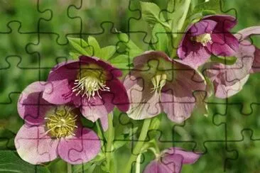 פאזל של rose de noÃªl