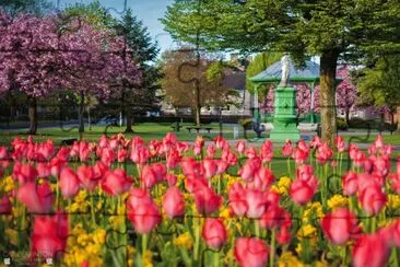 Spring tulips on the green jigsaw puzzle