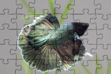 Betta