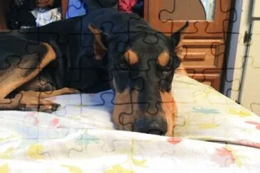 dog doberman jigsaw puzzle