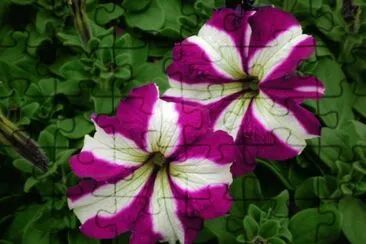 pÃ©tunia