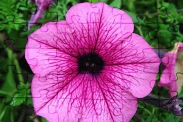pÃ©tunia jigsaw puzzle