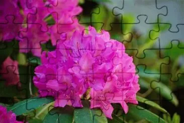 azalÃ©e jigsaw puzzle