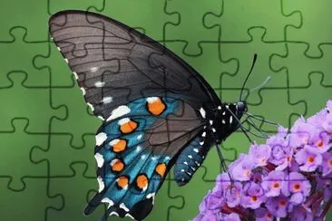 papillon jigsaw puzzle