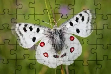papillon jigsaw puzzle