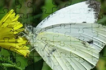 papillon jigsaw puzzle