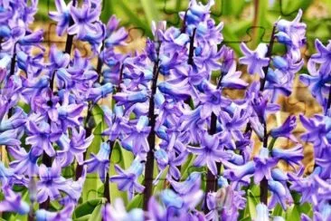 jacinthes jigsaw puzzle