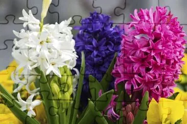 jacinthes jigsaw puzzle