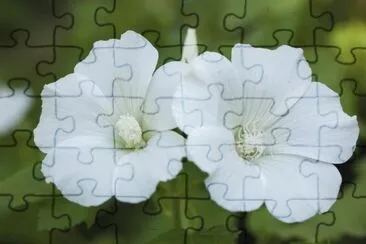 hibiscus jigsaw puzzle
