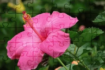 hibiscus jigsaw puzzle