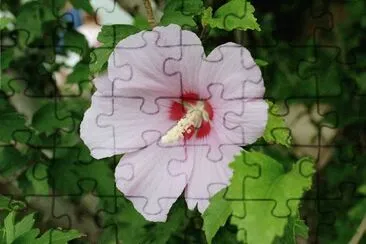 hibiscus jigsaw puzzle