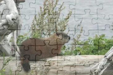 The gopher at our riverside spot