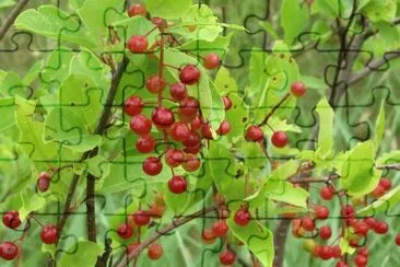 Gooseberries ready for picking jigsaw puzzle
