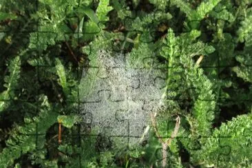 Ground spiderweb in the morning dew
