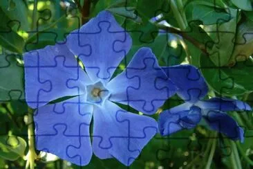 pervenche jigsaw puzzle