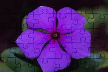 pervenche jigsaw puzzle